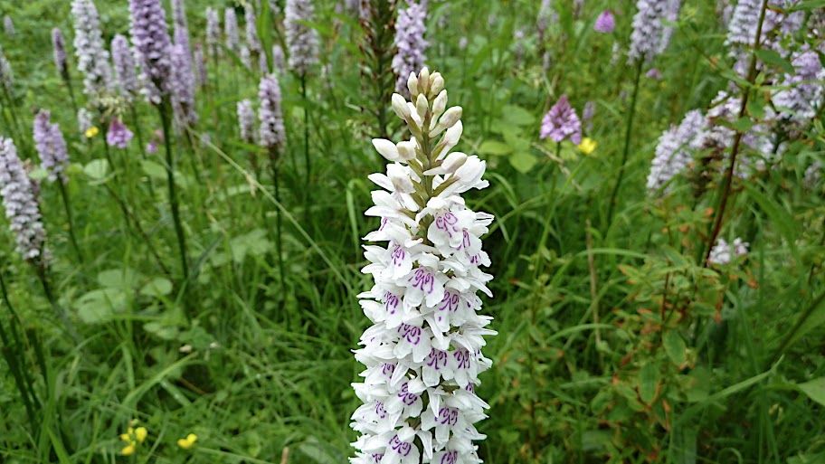 Orchid meadows